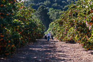 from chefsinsight.com w/ Tom Fraker (Melissa's Produce)