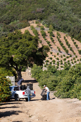 from chefsinsight.com w/ Tom Fraker (Melissa's Produce)