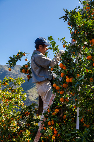 from chefsinsight.com w/ Tom Fraker (Melissa's Produce)