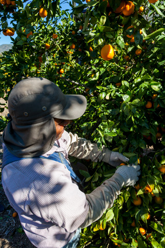 from chefsinsight.com w/ Tom Fraker (Melissa's Produce)