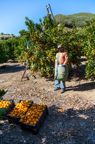 from chefsinsight.com w/ Tom Fraker (Melissa's Produce)